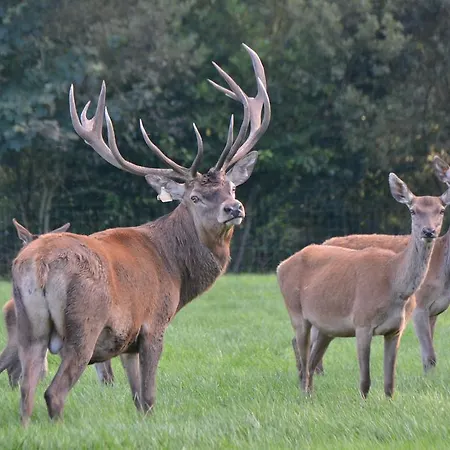 Ballinwillin House Bed & Breakfast Mitchelstown