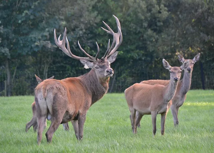 Ballinwillin House Bed & Breakfast Mitchelstown