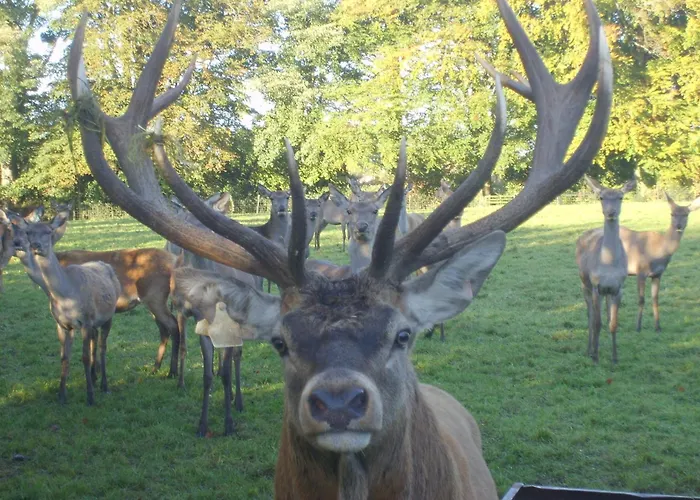 Bed & Breakfast Ballinwillin House